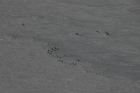YT101 - SWE 3.0 in - Caribou